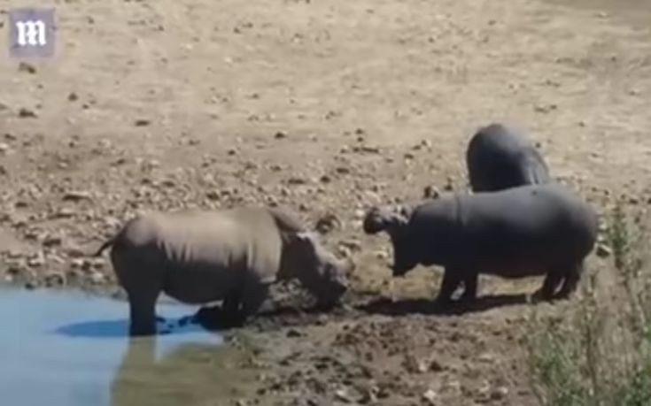 Άγρια αναμέτρηση ρινόκερου με ιπποπόταμο για έναν νερόλακκο (βίντεο)